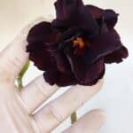 Planta Dobrada 3242 – 35cm – 03 anos