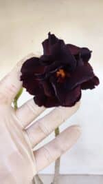 Planta Dobrada 3242 – 35cm – 03 anos