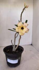 Planta Dobrada 3243 – 30cm – 02 anos - Imagem 2