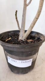 Planta Dobrada 3243 – 30cm – 02 anos - Imagem 7