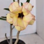 Planta Dobrada 3243 – 30cm – 02 anos