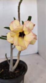 Planta Dobrada 3243 – 30cm – 02 anos