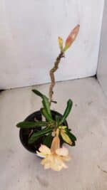 Planta Dobrada 3243 – 30cm – 02 anos - Imagem 4