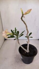 Planta Dobrada 3243 – 30cm – 02 anos - Imagem 6