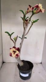 Planta Dobrada 3244 – 35cm – 03 anos - Imagem 2