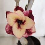 Planta Dobrada 3244 – 35cm – 03 anos