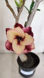 Planta Dobrada 3244 – 35cm – 03 anos