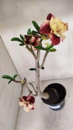 Planta Dobrada 3244 – 35cm – 03 anos - Imagem 4