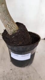 Planta Dobrada 3244 – 35cm – 03 anos - Imagem 7