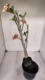 Planta Dobrada 3244 – 35cm – 03 anos - Imagem 6