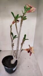 Planta Dobrada 3244 – 35cm – 03 anos - Imagem 5