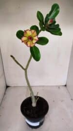 Planta Dobrada 3245 – 35cm – 03 anos - Imagem 2