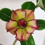 Planta Dobrada 3245 – 35cm – 03 anos