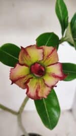 Planta Dobrada 3245 – 35cm – 03 anos