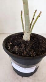 Planta Dobrada 3245 – 35cm – 03 anos - Imagem 7