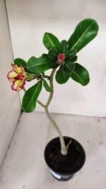 Planta Dobrada 3245 – 35cm – 03 anos - Imagem 6