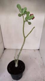 Planta Dobrada 3245 – 35cm – 03 anos - Imagem 5