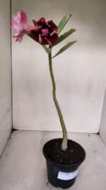 Planta Dobrada 3246 – 30cm – 02 anos - Imagem 2