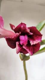 Planta Dobrada 3246 – 30cm – 02 anos