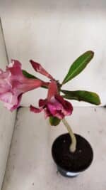 Planta Dobrada 3246 – 30cm – 02 anos - Imagem 4