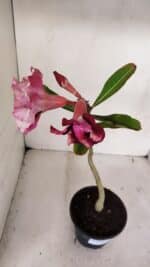 Planta Dobrada 3246 – 30cm – 02 anos - Imagem 6