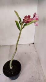 Planta Dobrada 3246 – 30cm – 02 anos - Imagem 5