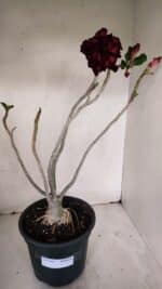 Planta Dobrada 3257 – 50cm – 04 anos - Imagem 2