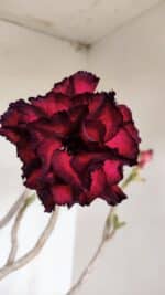 Planta Dobrada 3257 – 50cm – 04 anos - Imagem 6