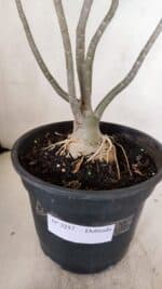 Planta Dobrada 3257 – 50cm – 04 anos - Imagem 7