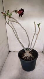 Planta Dobrada 3257 – 50cm – 04 anos - Imagem 5