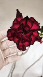 Planta Dobrada 3257 – 50cm – 04 anos