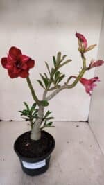 Planta Dobrada 3258 – 35cm – 03 anos - Imagem 2