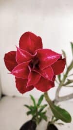 Planta Dobrada 3258 – 35cm – 03 anos