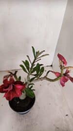 Planta Dobrada 3258 – 35cm – 03 anos - Imagem 4