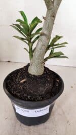 Planta Dobrada 3258 – 35cm – 03 anos - Imagem 6