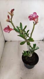 Planta Dobrada 3258 – 35cm – 03 anos - Imagem 5