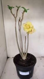 Planta Dobrada 3259 – 50cm – 04 anos - Imagem 2