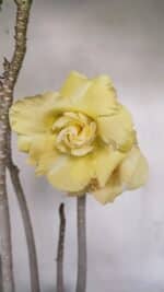 Planta Dobrada 3259 – 50cm – 04 anos - Imagem 4