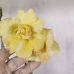 Planta Dobrada 3259 – 50cm – 04 anos