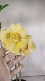 Planta Dobrada 3259 – 50cm – 04 anos