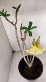 Planta Dobrada 3259 – 50cm – 04 anos - Imagem 5