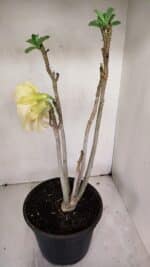 Planta Dobrada 3259 – 50cm – 04 anos - Imagem 7