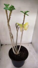 Planta Dobrada 3259 – 50cm – 04 anos - Imagem 6