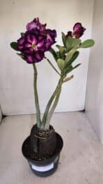 Planta Dobrada 3260 – 40cm – 03 anos - Imagem 2