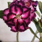 Planta Dobrada 3260 – 40cm – 03 anos