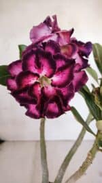 Planta Dobrada 3260 – 40cm – 03 anos