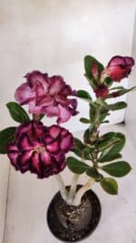 Planta Dobrada 3260 – 40cm – 03 anos - Imagem 4