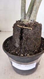 Planta Dobrada 3260 – 40cm – 03 anos - Imagem 5