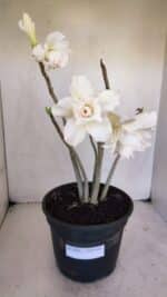 Planta Dobrada 3261 – 50cm – 04 anos - Imagem 2