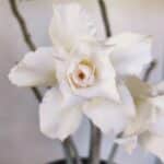 Planta Dobrada 3261 – 50cm – 04 anos